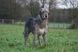 IRISH WOLFHOUND 242